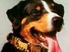 appenzeller-mit-halsband.jpg