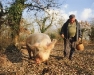 farmer_pig_0.jpg