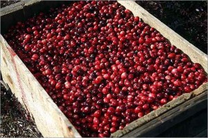 Cranberries: The Most Festive Holiday Fruit