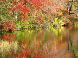 Fall Reflections on a Cape Cod Pond