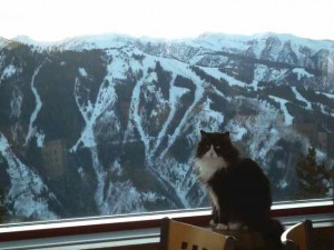 Sylvester, Aspen's Premiere Mountain Cat