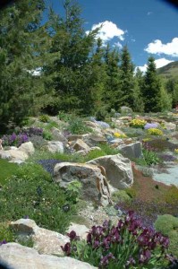 Alpine Rock Garden 