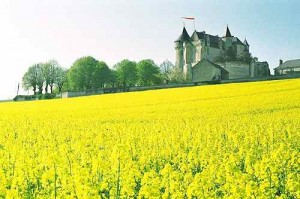 A Perfect French Summer Scene:  Colza Fields Blanketing the Château de la Motte d'Usseau Landscape