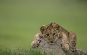 Baby Lion from The Last Lions