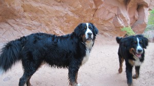 Hiking with the Pups in Moab