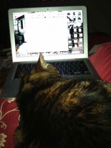 Clara, My Editorial Assistant, Sleeping on My Lap or Rather My Laptop