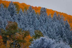 Autumnal Aspen