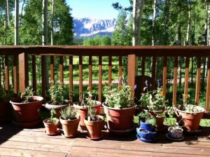 A Selection of Our Plantings on Steve's Deck