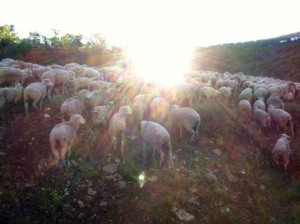 More Sheep:  No Wonder the Stars Are in Awe