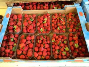 Shopping at the Hossegor Market: Fresh Strawberries from the South of France in October!