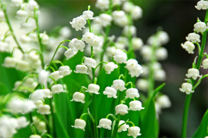 Lovely Lily of the Valley