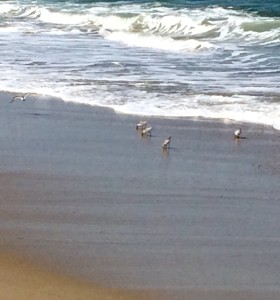 Sandpipers and Friend