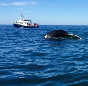Whale Watching:  One of the Best Things to Do in NS