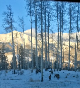 Admiring Elks in the Alpen Glow: Another Reward of December Skiing