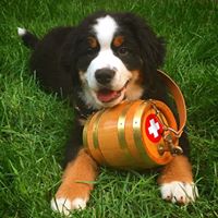 Lots of Gift Ideas for the Pups at Alpen Schatz